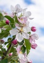 blooming appletree flower