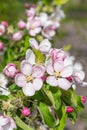 blooming appletree flower