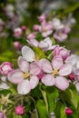 blooming appletree flower