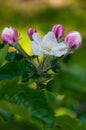 blooming appletree flower