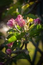 blooming appletree flower