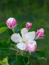 blooming appletree flower