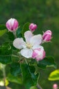 blooming appletree flower