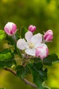 blooming appletree flower