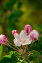 blooming appletree flower