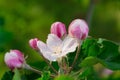 blooming appletree flower