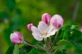 blooming appletree flower