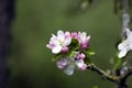 Blooming Appletree in Normandy