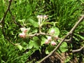 Blooming appletree tree in spring