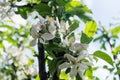 Blooming Appletrees and Cherrytrees