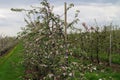 Blooming Appletrees and Cherrytrees