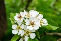 Blooming Appletrees and Cherrytrees