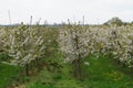 Blooming Appletrees and Cherrytrees Royalty Free Stock Photo