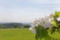 Appletree plantation in spring