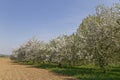 Appletree plantation in spring