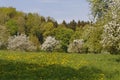 Appletree plantation in spring Royalty Free Stock Photo