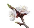 Blooming apricot