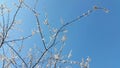 Blooming apricot against the blue sky. Apricot tree flowers. Spr