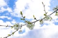 Blooming apricot, apple, pear, cherry tree at spring, pink white flowers blossom on branch macro in garden backyard against blue Royalty Free Stock Photo