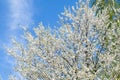 Blooming apricot, apple, pear, cherry tree at spring, pink white flowers blossom on branch macro in garden backyard against blue Royalty Free Stock Photo