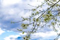 Blooming apricot, apple, pear, cherry tree at spring, pink white flowers blossom on branch macro in garden backyard against blue Royalty Free Stock Photo