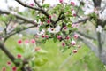 Blooming apricot, apple, pear, cherry tree at spring, pink white flowers plant blossom on branch macro in garden backyard in sunny Royalty Free Stock Photo