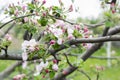 Blooming apricot, apple, pear, cherry tree at spring, pink white flowers plant blossom on branch macro in garden backyard in sunny Royalty Free Stock Photo