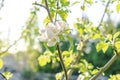 Blooming apricot, apple, pear, cherry tree at spring, pink white flowers plant blossom on branch macro in garden Royalty Free Stock Photo