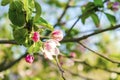 Blooming apricot, apple, pear, cherry tree at spring, pink white flowers plant blossom on branch macro in garden backyard in sunny Royalty Free Stock Photo