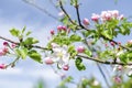 Blooming apricot, apple, pear, cherry tree at spring, pink white flowers plant blossom on branch macro in garden Royalty Free Stock Photo