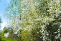 Blooming apricot, apple, pear, cherry tree at spring, pink white flowers plant blossom on branch macro in garden backyard in sunny Royalty Free Stock Photo