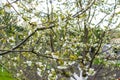 Blooming apricot, apple, pear, cherry tree at spring, pink white flowers plant blossom on branch macro in garden backyard in sunny Royalty Free Stock Photo