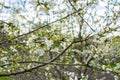 Blooming apricot, apple, pear, cherry tree at spring, pink white flowers plant blossom on branch macro in garden backyard in sunny Royalty Free Stock Photo