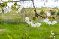 Blooming apricot, apple, pear, cherry tree at spring, pink white flowers plant blossom on branch macro in garden backyard in sunny Royalty Free Stock Photo