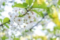 Blooming apricot, apple, pear, cherry tree at spring, pink white flowers plant blossom on branch macro in garden backyard in sunny Royalty Free Stock Photo