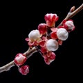 Blooming apricot branch on black background.  Symbol of life beginning and the awakening of nature Royalty Free Stock Photo