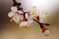 The blooming apricot branch close-up on a brown background