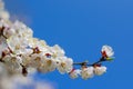 Blooming apricot branches on a blue sky background. Spring flowering fruit tree. White spring flowers close-up