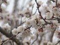 Blooming apricot in early spring Royalty Free Stock Photo