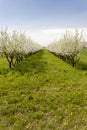 blooming apricot orchard