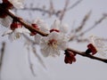 Blooming apricot tree branch with beautiful white flowers Royalty Free Stock Photo