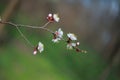 Blooming apricot-tree, close-up Royalty Free Stock Photo