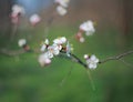 Blooming apricot-tree, close-up Royalty Free Stock Photo