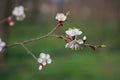 Blooming apricot-tree, close-up Royalty Free Stock Photo