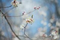Blooming apricot-tree, close-up Royalty Free Stock Photo
