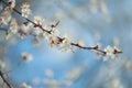 Blooming apricot-tree, close-up Royalty Free Stock Photo