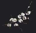 Blooming apricot tree branch isolated on a black background Royalty Free Stock Photo