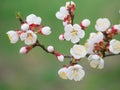 The blooming apricot tree branch with white flowers Royalty Free Stock Photo