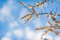 Blooming apricot tree branches Royalty Free Stock Photo