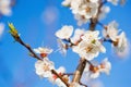 Blooming apricot tree branches Royalty Free Stock Photo